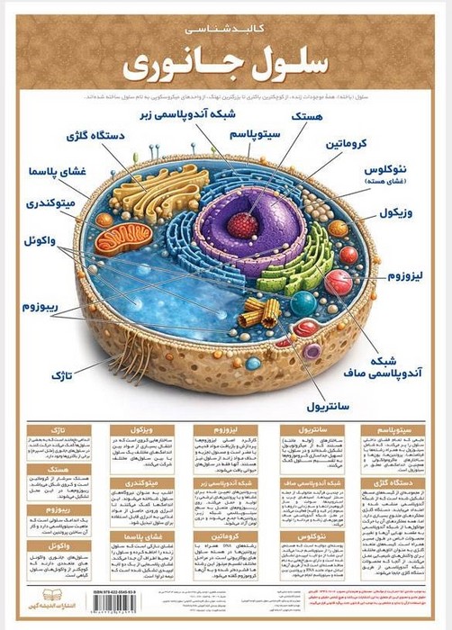 پوستر وایت بردی سلول جانوری