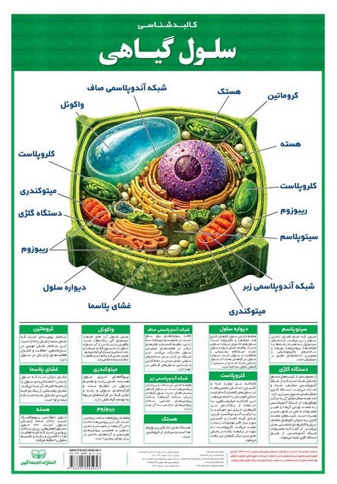 پوستر وایت بردی سلول گیاهی 