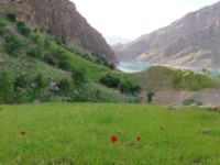 حافظ نصر
